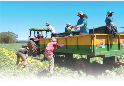 哥斯达黎加当地农户正在采摘“金童”甜瓜。.png