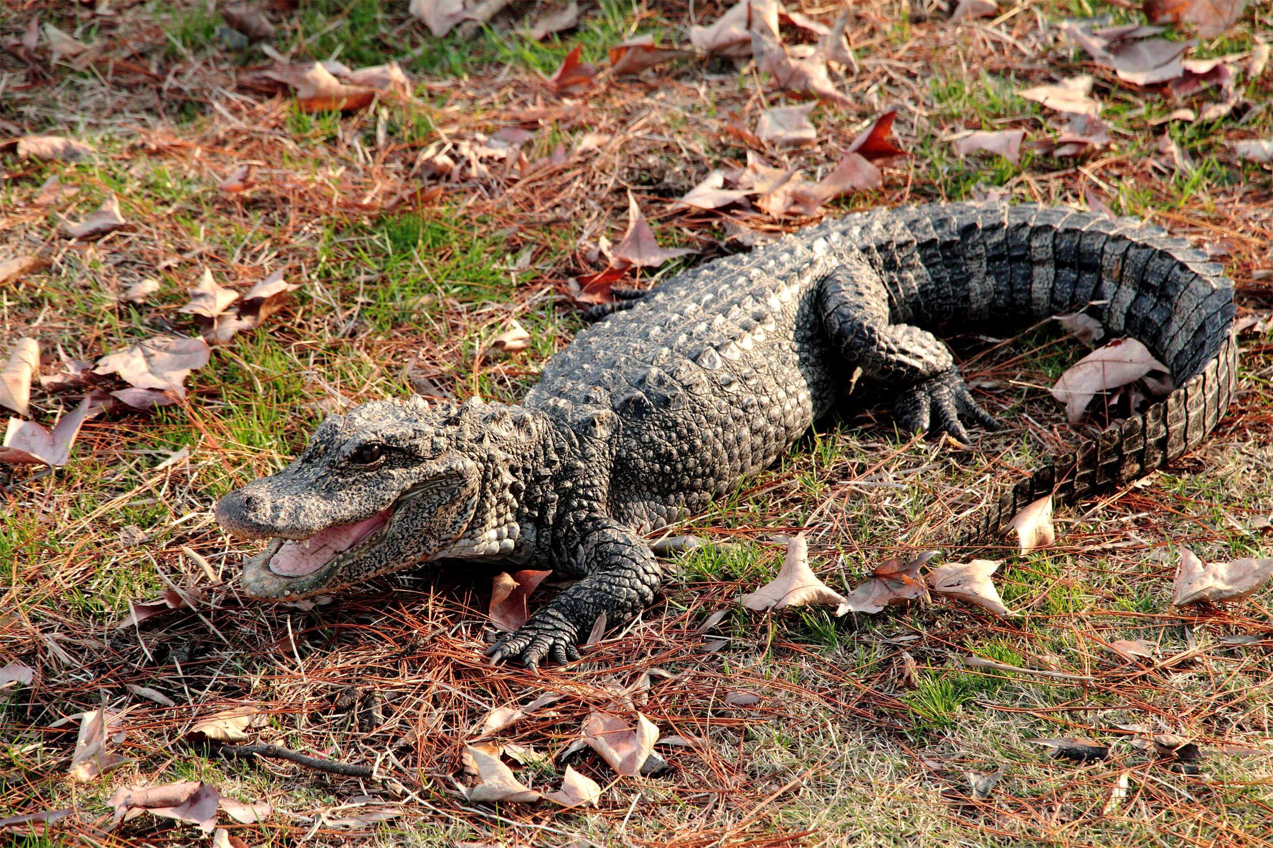 扬子鳄.jpg 扬子鳄.jpg