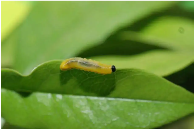有害生物4.png 有害生物4.png