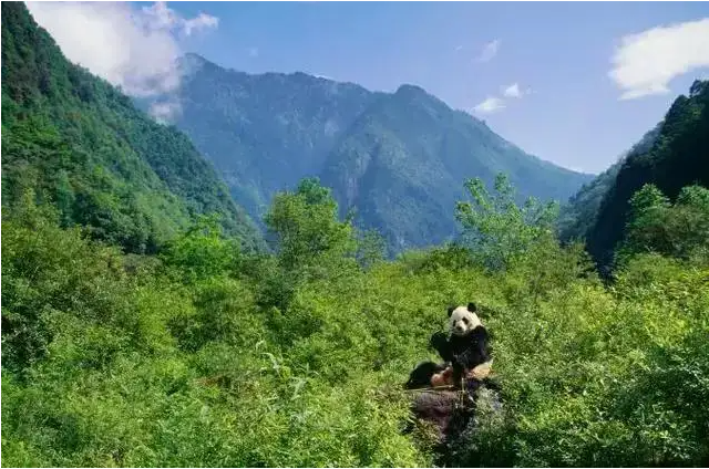 四川卧龙自然保护区.png 四川卧龙自然保护区.png