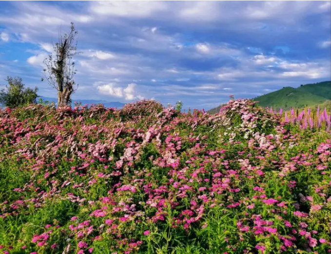 伊犁植物园.png 伊犁植物园.png