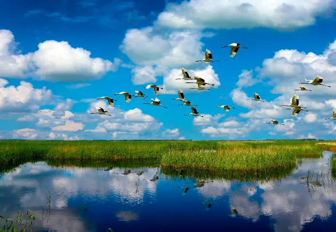 湿地保护.png