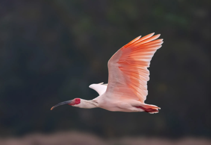 朱鹮的1.png 朱鹮的1.png