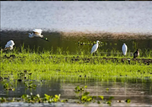 湿地教育.png 湿地教育.png