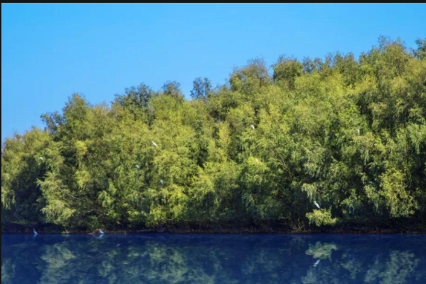 红树林1.png 红树林1.png