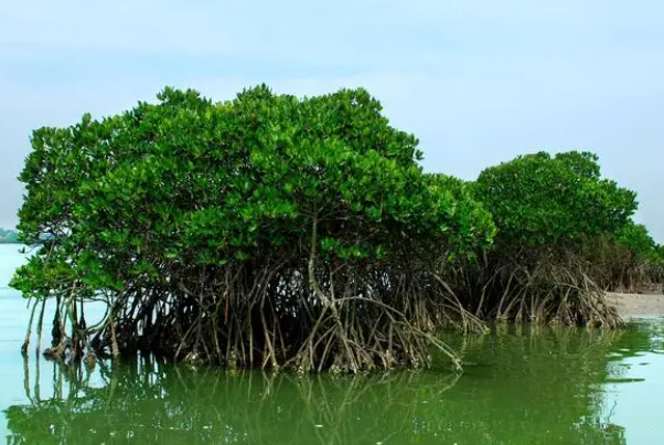红树林碳储量.png 红树林碳储量.png