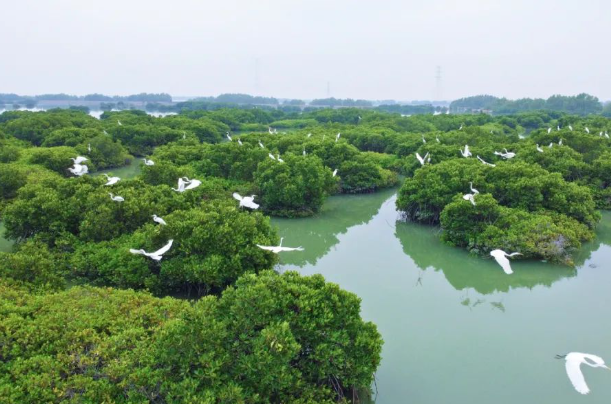 红树林的4.png 红树林的4.png