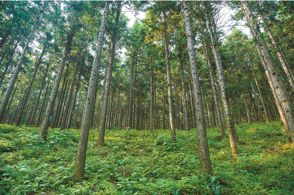 黄丰桥林场国家储备林示范基地.png