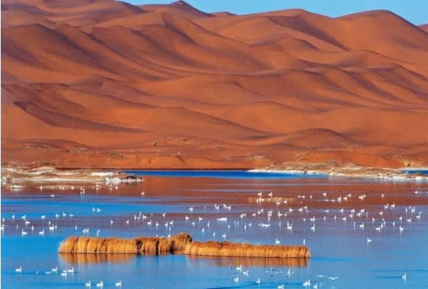 内蒙古阿拉善盟.png 内蒙古阿拉善盟.png