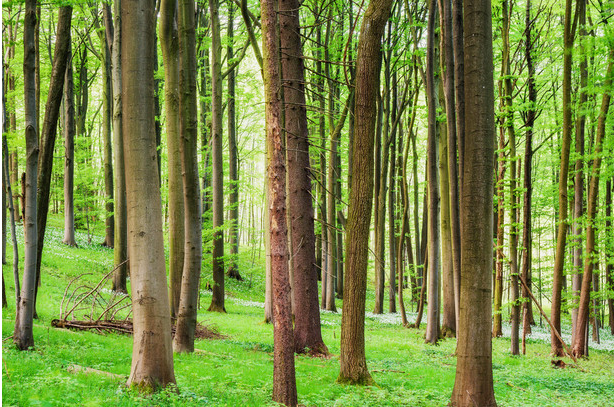 树林的9.png 树林的9.png