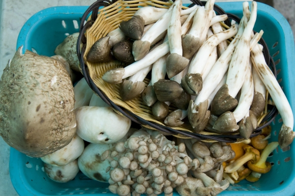 世界野生菌王国.png 世界野生菌王国.png