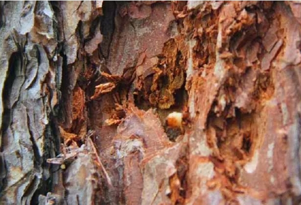 松材线虫病疫情.png 松材线虫病疫情.png