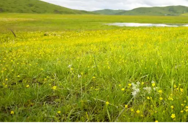 草原的22 (2).png 草原的22 (2).png