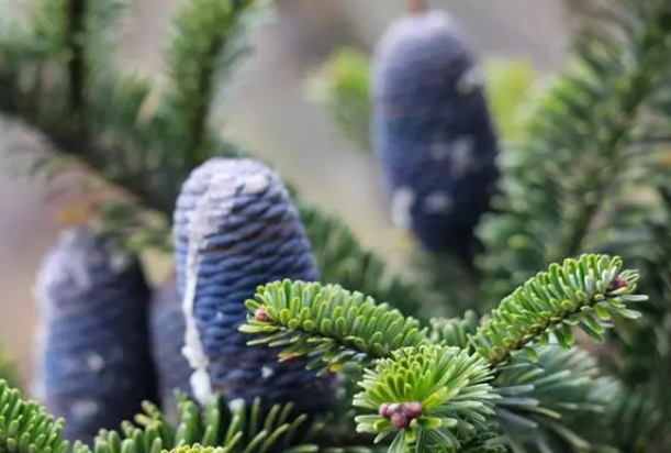 梵净山冷杉33.png 梵净山冷杉33.png