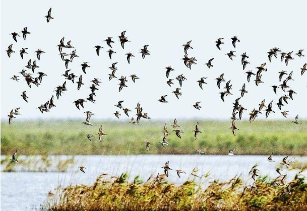 候鸟迁飞.png 候鸟迁飞.png