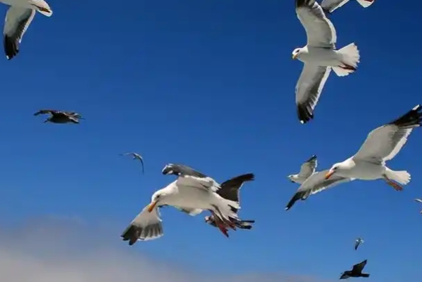 海鸥.png 海鸥.png