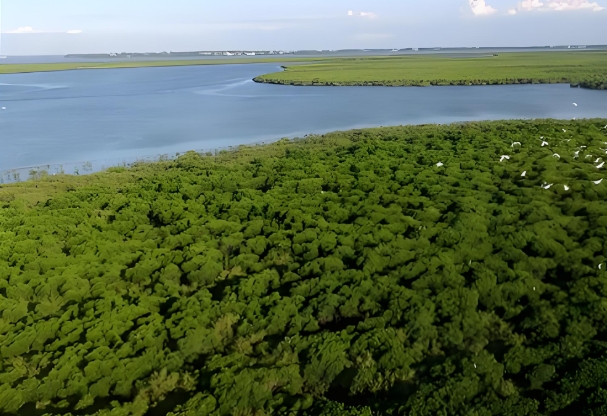 红树林44.png 红树林44.png