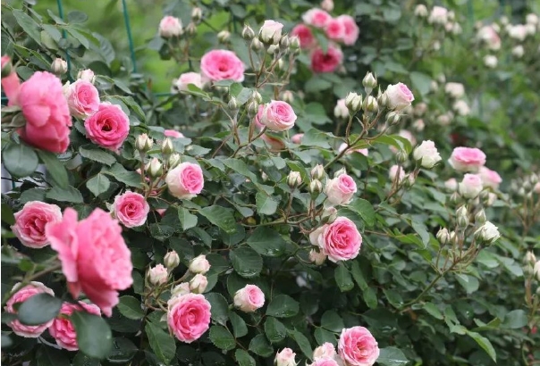 312月季.png 312月季.png