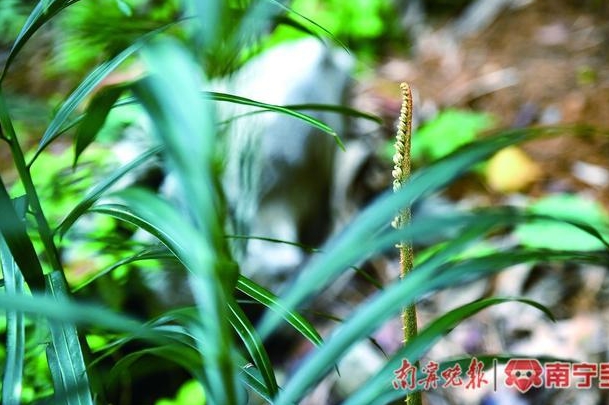 61叉叶苏铁.png 61叉叶苏铁.png