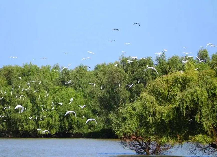 红树林2.png 红树林2.png