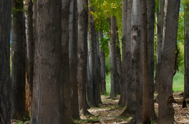 树林1.png 树林1.png