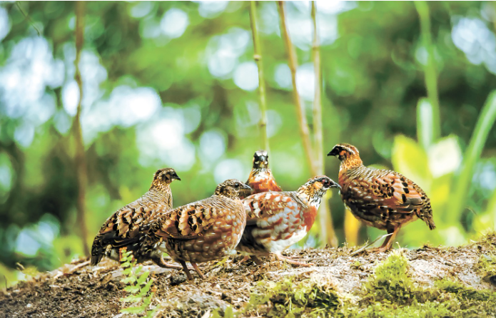 四川山鹧鸪 巫.png