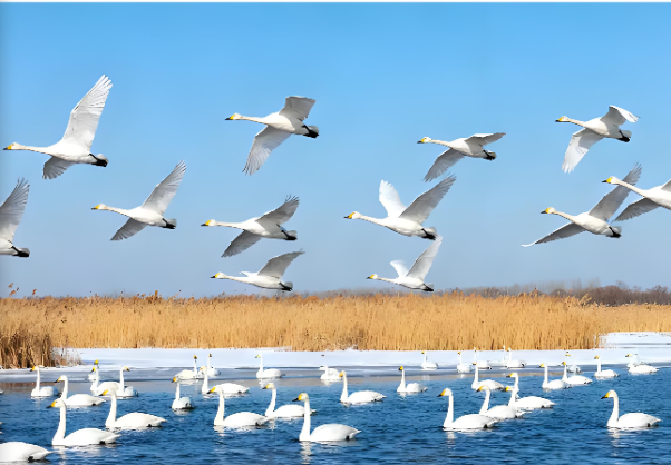 万羽天鹅.png 万羽天鹅.png