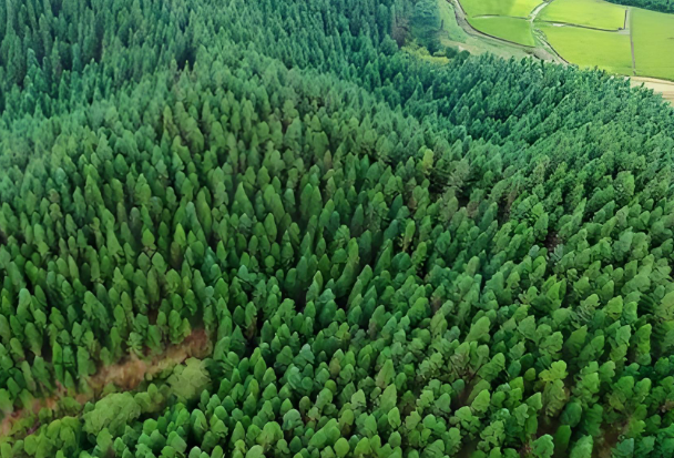 国储林3.png 国储林3.png