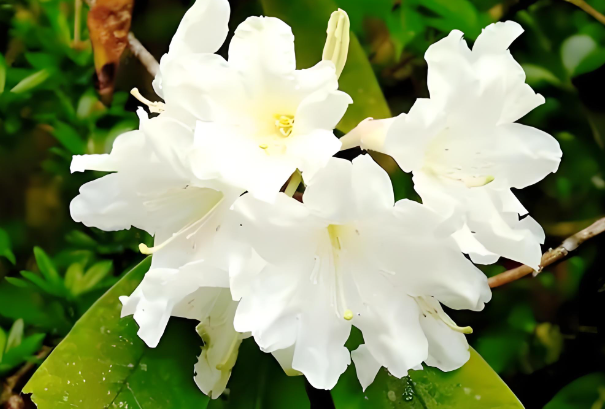 小溪洞杜鹃111.png 小溪洞杜鹃111.png