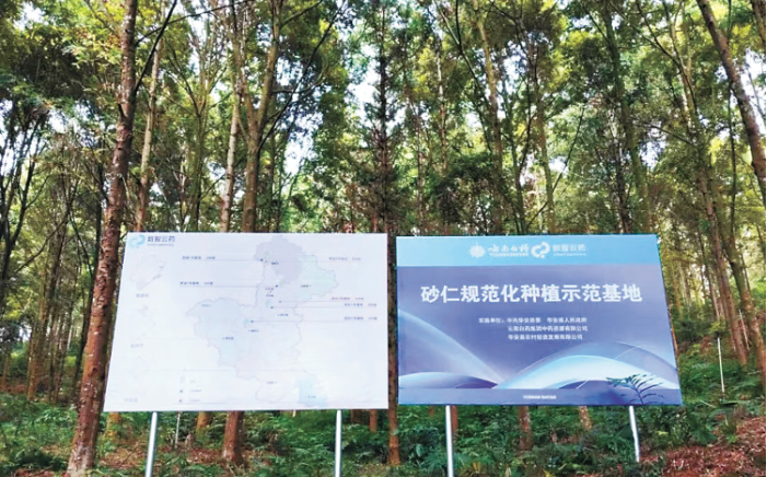 林下砂仁产业共同体 漳州市林业局供图.png 林下砂仁产业共同体 漳州市林业局供图.png