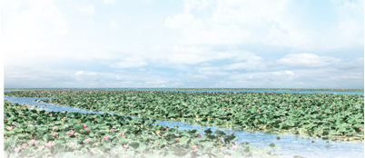 夏季，洪湖莲花盛开.png