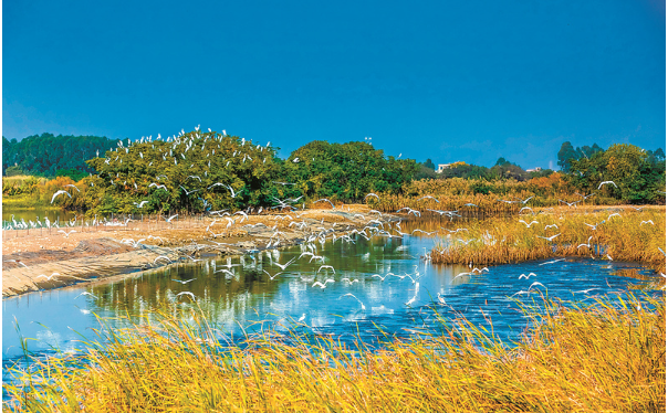 汕尾市陆丰市白鹭成群 广东省林业局供图.png 汕尾市陆丰市白鹭成群 广东省林业局供图.png
