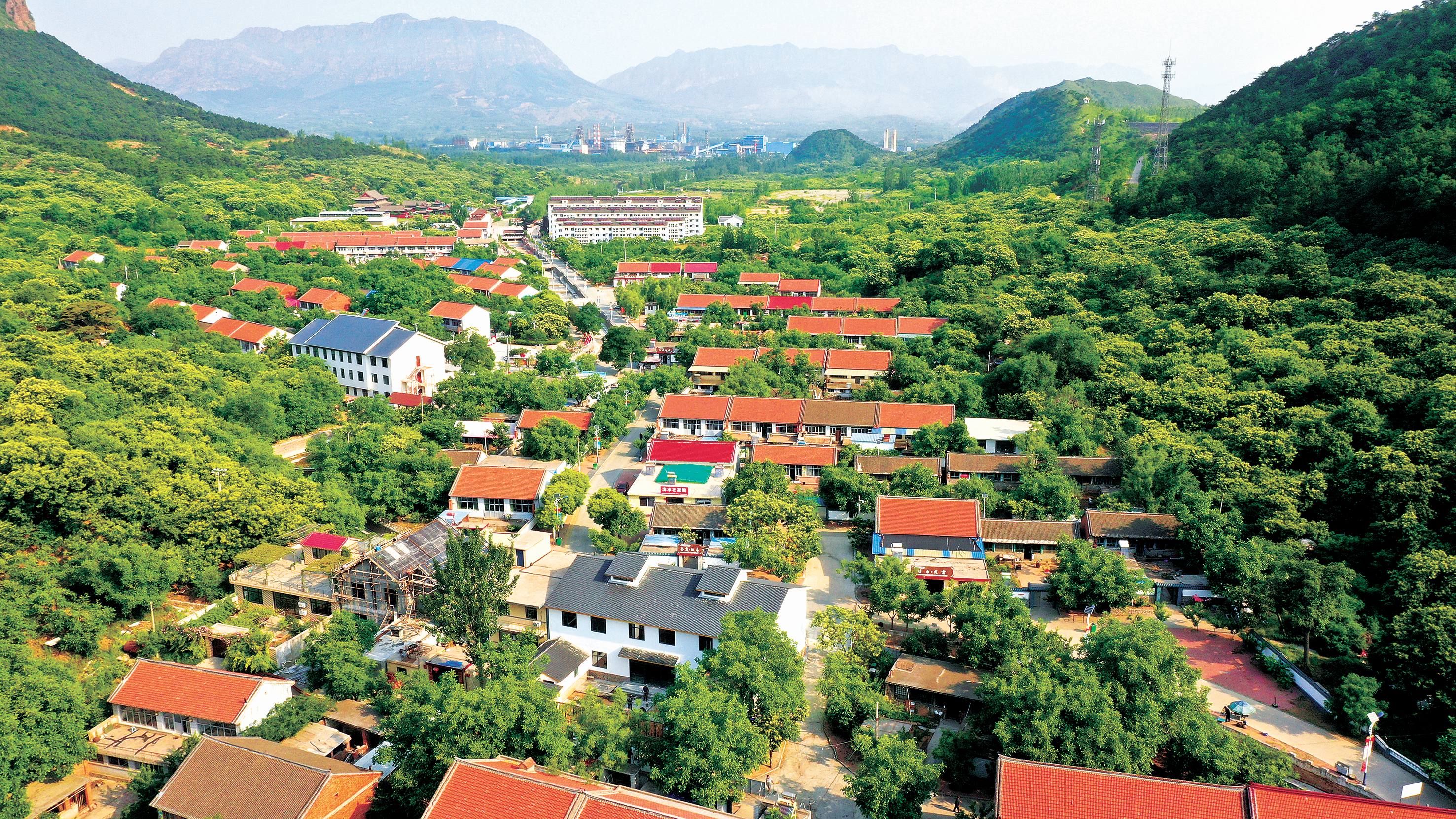 绿色永远是山叶口.jpg