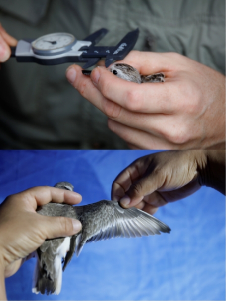 形态特征测量(图).png 形态特征测量(图).png