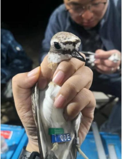 佩戴金属环和旗标.png 佩戴金属环和旗标.png