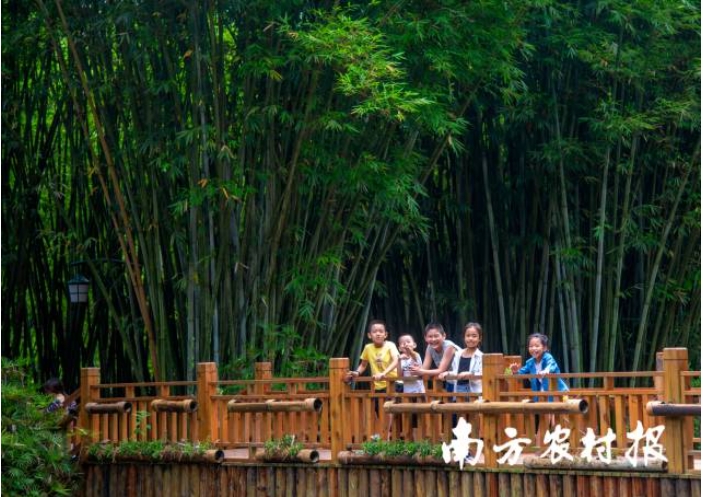 茂名信宜旺同竹林景观。.png