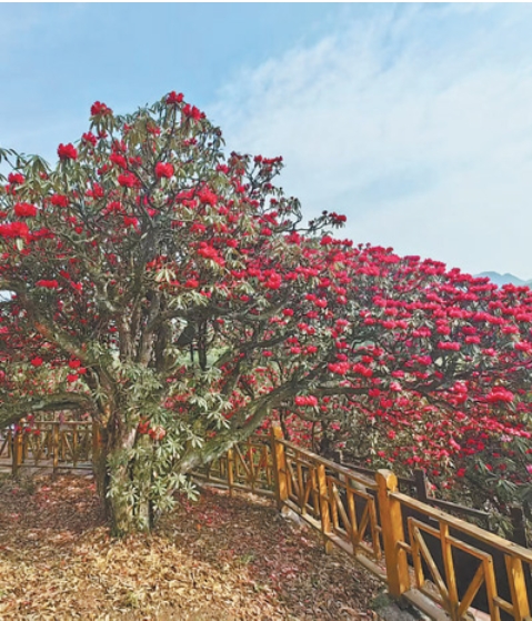 贵州毕节百里杜鹃风景名胜区的“杜.png
