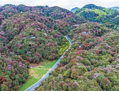 百里杜鹃管理区金坡景区杜.png