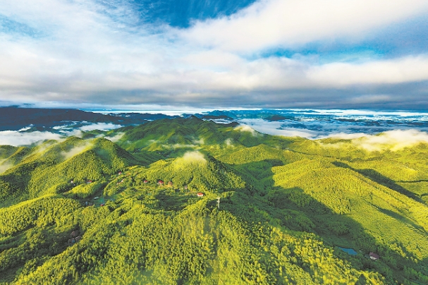 安吉竹海2222.png 安吉竹海2222.png