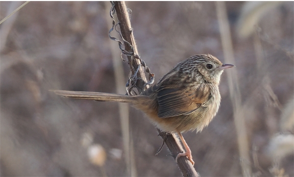 山鹪莺.png 山鹪莺.png