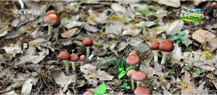 近日,蓬溪县国家储备林项目林下经济(食用菌).png 近日,蓬溪县国家储备林项目林下经济(食用菌).png
