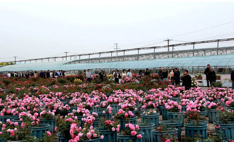 邯郸市打造千亩七彩园林月季.png