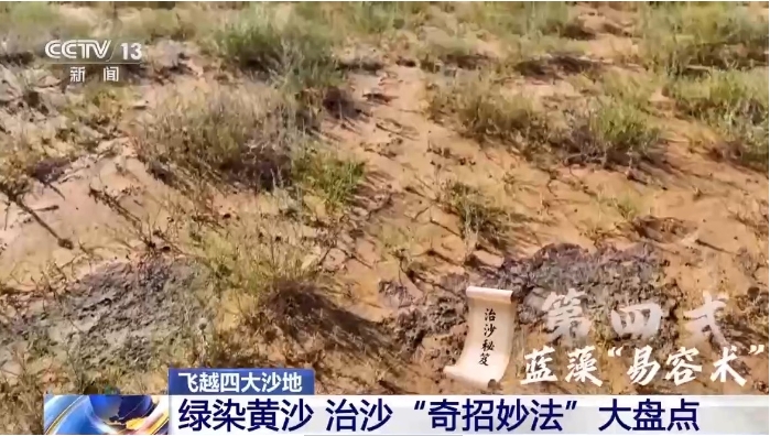 洒人工蓝藻液于沙面.png