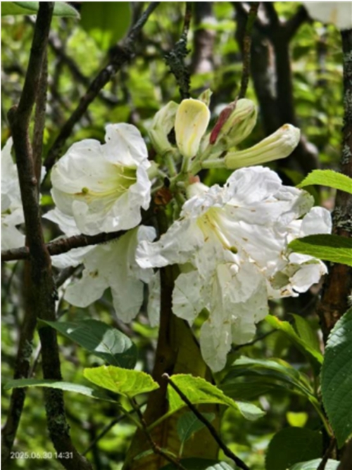 小溪洞杜鹃花.png