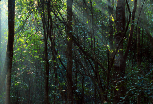 山林8.png 山林8.png