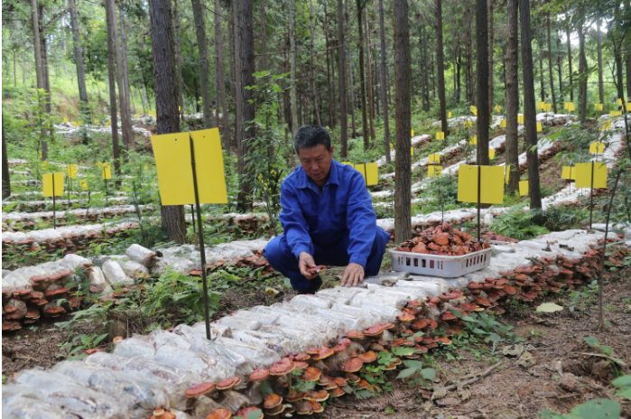 农户在林下收集灵芝.png 农户在林下收集灵芝.png