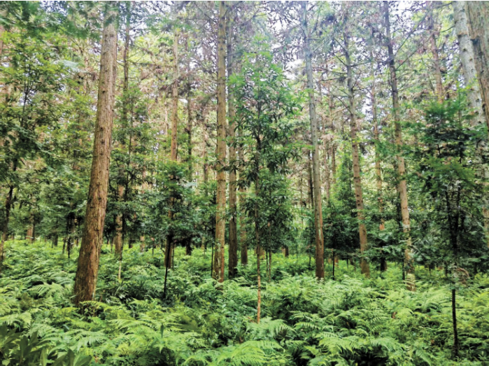 黄丰桥国有林场杉木一南方.png