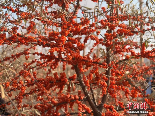 图为青海沙棘。李江宁 摄.png