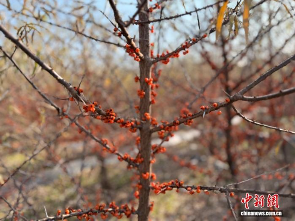 图为青海沙棘。.png