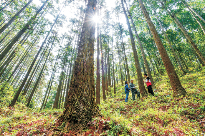 福建省洋口林场培育的杉木大径材 黄海摄.png
